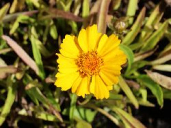 Lanzettblättriges Mädchenauge 'Goldteppich', Coreopsis lanceolata 'Goldteppich', Topfware von Coreopsis lanceolata 'Goldteppich'
