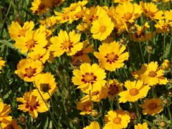 Zwergiges Mädchenauge 'Sterntaler', Coreopsis lanceolata 'Sterntaler', Topfware von Coreopsis lanceolata 'Sterntaler'