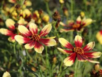 Quirlblättriges Mädchenauge 'Bengal Tiger', Coreopsis verticillata 'Bengal Tiger', Topfware von Coreopsis verticillata 'Bengal Tiger'