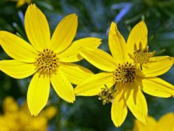 Quirlblättriges Mädchenauge 'Grandiflora', Coreopsis verticillata 'Grandiflora', Topfware von Coreopsis verticillata 'Grandiflora'