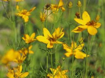 Quirlblättriges Mädchenauge / Netzblattstern 'Imperial Sun', Coreopsis verticillata 'Imperial Sun', Topfware von Coreopsis verticillata 'Imperial Sun'