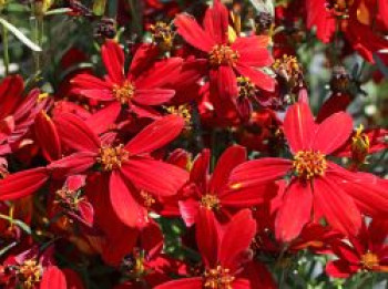 Quirlblättriges Mädchenauge 'Ladybird', Coreopsis verticillata 'Ladybird', Topfware XL von Coreopsis verticillata 'Ladybird'