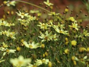 Netzblatt Schönauge 'Moonbeam', Coreopsis verticillata 'Moonbeam', Topfware von Coreopsis verticillata 'Moonbeam'