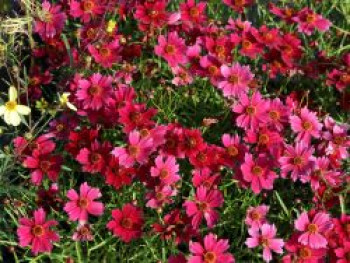 Quirlblättriges Mädchenauge 'Red Ruby', Coreopsis verticillata 'Red Ruby', Topfware von Coreopsis verticillata 'Red Ruby'