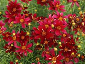 Mädchenauge 'Red Satin', Coreopsis verticillata 'Red Satin', Topfware von Coreopsis verticillata 'Red Satin'