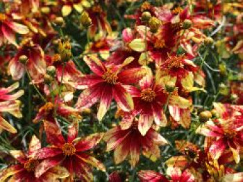 Mädchenauge 'Route 66', Coreopsis verticillata 'Route 66', Topfware von Coreopsis verticillata 'Route 66'