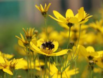 Netzblatt Schönauge 'Zagreb', Coreopsis verticillata 'Zagreb', Containerware von Coreopsis verticillata 'Zagreb'