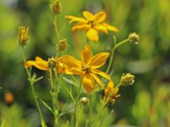Quirlblättriges Mädchenauge, Coreopsis verticillata, Topfware von Coreopsis verticillata