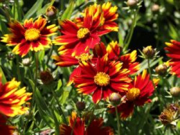 Mädchenauge 'Li'L Bang Daybreak', Coreopsis x cultorum Li'L Bang 'Daybreak', Containerware von Coreopsis x cultorum Li'L Bang 'Daybreak'