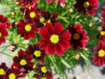 Mädchenauge Li'L Bang 'Red Elf', Coreopsis x cultorum Li'L Bang 'Red Elf', Topfware von Coreopsis x cultorum Li'L Bang 'Red Elf'