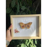 Gerahmte Gonimbrasia Im Rahmen Ca 22, 5x18cm von CorexxCuriosities