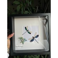 Gerahmte Libellen Neurobasis Chinesis Florida & Kaupi Im 25x25cm Rahmen Died Naturally Butterfly Decor von CorexxCuriosities