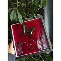 Gerahmte Papilio Nephelus ‚There Is A Witch in All Of Us' Gothic Decor Entomology Auf Rotem Samt Gerahmte Papilio Nephelus ‚There Is A Witch in All Of Us' Gothic Decor Entomology Auf Rotem Samt von CorexxCuriosities