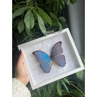 Gerahmter Morpho Godarti Tingomariensis Auf Weißen Samt Im Rahmen Entomology Decor Gerahmter Morpho Godarti Tingomariensis Auf Weißen Samt Im Rahmen Entomology Decor von CorexxCuriosities