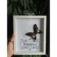Gerahmter Papilio Nephelus ‚Memento Mori' Gothic Kirchen Fenster Barock Entomology Schmetterlingsrahmen von CorexxCuriosities