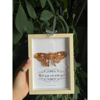 Selbst Gezüchtete Rothschildia Roxana Motte Im Beigen Rahmen ‚Will You Rot With Me?' Entomology Entomologie Deko Schmetterlingsrahmen von CorexxCuriosities