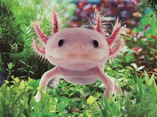 3 D Platzset Axolotl, 2erSet, Tischset, Tier Tiere Axolotls von Cornelissen