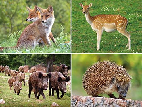 3 D Platzset Waldtiere, 2erSet, Tischset, Tier Tiere, Fuchs, Wildschwein, Reh, Igel von Cornelissen