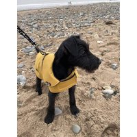 Senf Wasserdichter Dackel Hundemantel Fleece Gefüttert, Geschirrloch von Cornishk9LTD