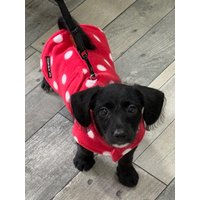Doppellagiger Fleece-Hundemantel Rotes Tupfen, Wasserabweisend Doppellagiger Fleece-Hundemantel Rotes Tupfen, Wasserabweisend von Cornishk9LTD