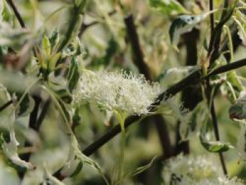 Hartriegel 'Ivory Halo', 40-60 cm, Cornus alba 'Ivory Halo', Containerware von Cornus alba 'Ivory Halo'