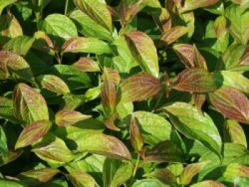 Schwarzholz-Hartriegel 'Kesselringii', 80-100 cm, Cornus alba 'Kesselringii', Containerware von Cornus alba 'Kesselringii'