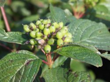 Weißer Hartriegel 'Siberian Pearls' / Tatarischer Hartriegel, 30-40 cm, Cornus alba 'Siberian Pearls', Containerware von Cornus alba 'Siberian Pearls'