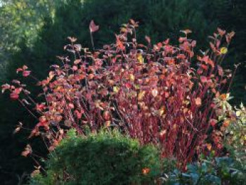 Rotholz Hartriegel / Purpur-Hartriegel 'Sibirica', Cornus alba 'Sibirica', Topfware von Cornus alba 'Sibirica'