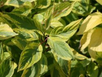 Gelbbunter Hartriegel 'Spaethii', 80-100 cm, Cornus alba 'Spaethii', Containerware von Cornus alba 'Spaethii'