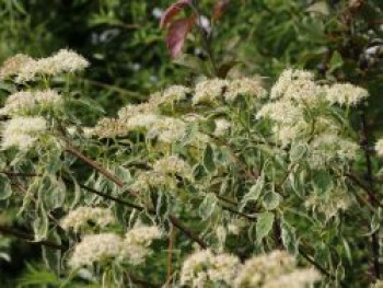 Niedriger Weißbunter Etagen-Hartriegel 'Argentea', 40-60 cm, Cornus alternifolia 'Argentea', Containerware von Cornus alternifolia 'Argentea'