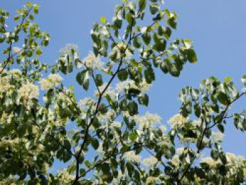 Wechselblättriger Hartriegel / Etagen-Hartriegel, 30-50 cm, Cornus alternifolia, Topfware von Cornus alternifolia