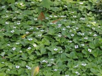 Kanadischer Hartriegel, Cornus canadensis, Topfware von Cornus canadensis