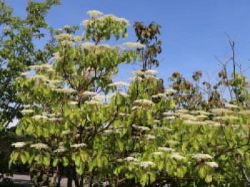 Hoher Etagen-Hartriegel / Pagoden-Hartriegel, 100-125 cm, Cornus controversa, Containerware von Cornus controversa