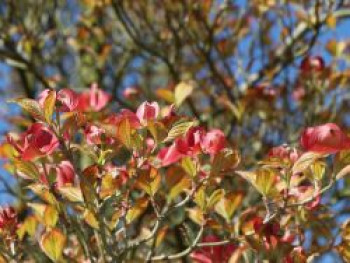 Amerikanischer Blumen-Hartriegel 'Cherokee Sunset', 60-80 cm, Cornus florida 'Cherokee Sunset', Containerware von Cornus florida 'Cherokee Sunset'
