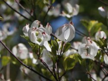 Amerikanischer Blumen-Hartriegel 'Rainbow', 60-80 cm, Cornus florida 'Rainbow', Containerware von Cornus florida 'Rainbow'