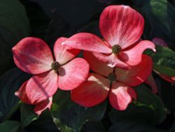 Amerikanische Blumen-Hartriegel 'Royal Red', 40-60 cm, Cornus florida 'Royal Red', Containerware von Cornus florida 'Royal Red'