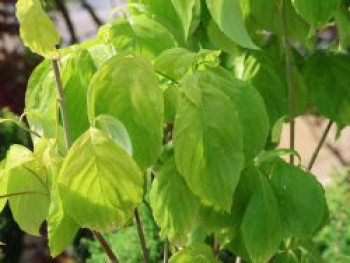 Amerikanischer Blumen-Hartriegel 'Urbiniana', 80-100 cm, Cornus florida 'Urbiniana', Containerware von Cornus florida 'Urbiniana'