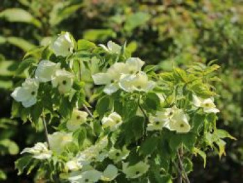 Japanischer Blumen-Hartriegel 'Aurora', 80-100 cm, Cornus kousa 'Aurora', Containerware von Cornus kousa 'Aurora'