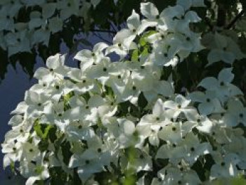 Japanischer Blumen-Hartriegel 'Fanfare', 40-60 cm, Cornus kousa 'Fanfare', Containerware von Cornus kousa 'Fanfare'