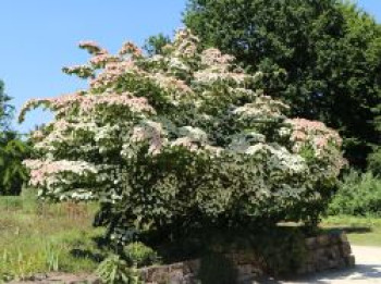 Japanischer Blumen-Hartriegel 'Kreuzdame', 40-60 cm, Cornus kousa 'Kreuzdame', Containerware von Cornus kousa 'Kreuzdame'