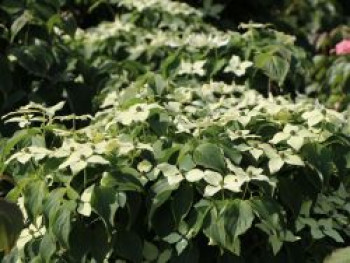 Japanischer Blumen-Hartriegel 'Robert's Selectie', 40-60 cm, Cornus kousa 'Robert's Selectie', Containerware von Cornus kousa 'Robert's Selectie'