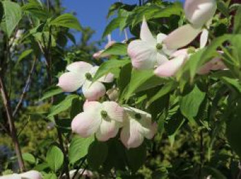 Japanischer Blumen-Hartriegel 'Rutgan Stellar Pink' ®, 80-100 cm, Cornus kousa 'Rutgan Stellar Pink', Containerware von Cornus kousa 'Rutgan Stellar Pink'