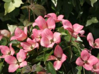 Japanischer Blumen-Hartriegel 'Satomi Compact', 30-40 cm, Cornus kousa 'Satomi Compact', Containerware von Cornus kousa 'Satomi Compact'