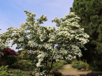 Chinesischer Blumen-Hartriegel 'Barmstedt', 60-80 cm, Cornus kousa var. chinensis 'Barmstedt', Containerware Chinesischer Blumen-Hartriegel 'Barmstedt', 60-80 cm, Cornus kousa var. chinensis 'Barmstedt', Containerware von Cornus kousa var. chinensis 'Barmstedt'