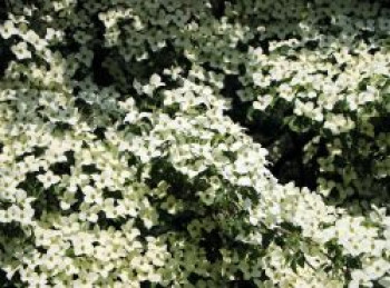 Chinesischer Blumen-Hartriegel 'Claudia', 40-60 cm, Cornus kousa var. chinensis 'Claudia', Containerware von Cornus kousa var. chinensis 'Claudia'