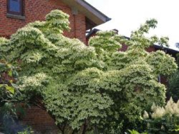 Chinesischer Blumen-Hartriegel 'Milky Way', 40-60 cm, Cornus kousa var. chinensis 'Milky Way', Containerware von Cornus kousa var. chinensis 'Milky Way'