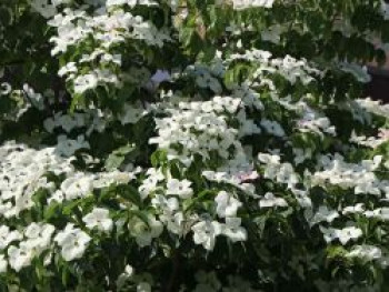 Chinesischer Blumen-Hartriegel 'Schmetterling', 30-40 cm, Cornus kousa var. chinensis 'Schmetterling', Containerware von Cornus kousa var. chinensis 'Schmetterling'