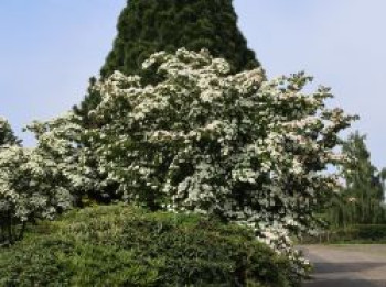 Chinesischer Blumen-Hartriegel 'Teutonia', 40-60 cm, Cornus kousa var. chinensis 'Teutonia', Containerware von Cornus kousa var. chinensis 'Teutonia'