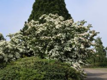 Chinesischer Blumen-Hartriegel 'Teutonia', 60-80 cm, Cornus kousa var. chinensis 'Teutonia', Containerware von Cornus kousa var. chinensis 'Teutonia'