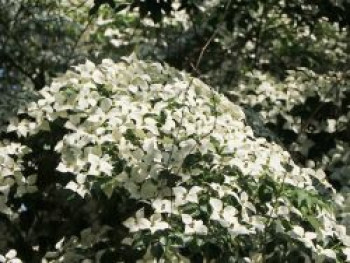 Chinesischer Blumen-Hartriegel 'Weiße Fontaine', 100-125 cm, Cornus kousa var. chinensis 'Weiße Fontaine', Containerware von Cornus kousa var. chinensis 'Weiße Fontaine'